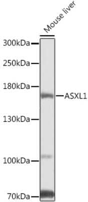 Western Blot: ASXL1 AntibodyBSA Free [NBP2-92590]